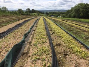 Gallinagh Finn Valley Nursery 5