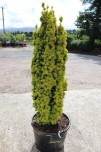 Gallinagh Finn Valley Nursery 2