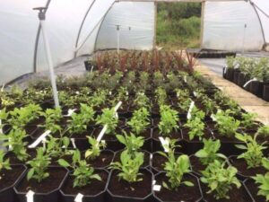 Gallinagh Finn Valley Nursery 7
