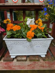 Carrive Grove Garden Centre 2