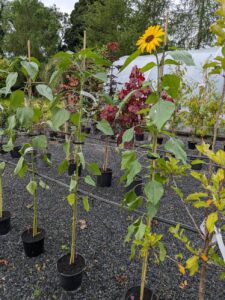 Carrive Grove Garden Centre 5