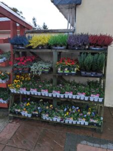 Carrive Grove Garden Centre 20