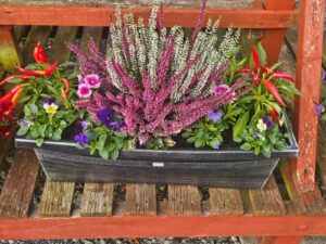 Carrive Grove Garden Centre 14