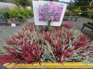 Carrive Grove Garden Centre 18