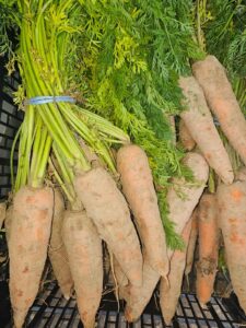 Roots and Fruits 8