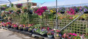 Moygannon Garden Centre 6