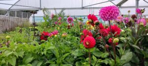 Moygannon Garden Centre 8