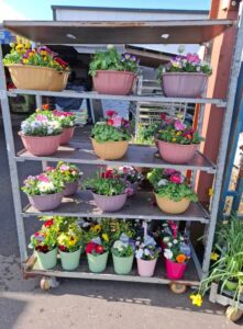 Dazzle Garden Centre 10