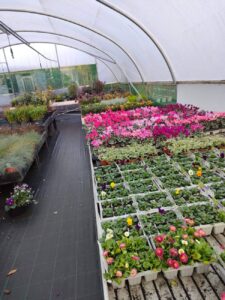 Dazzle Garden Centre 11